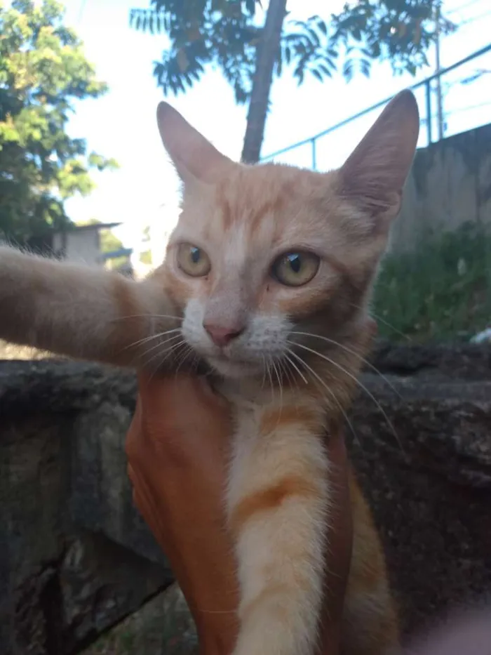 Gato raça SRD idade 2 a 6 meses nome Ikki