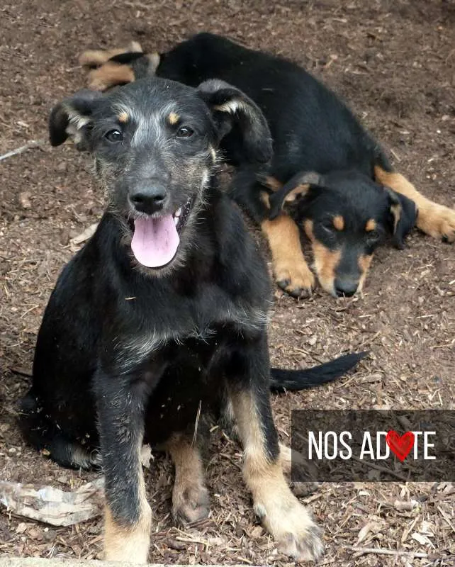 Cachorro raça SRD idade 2 a 6 meses nome Rita e Lee