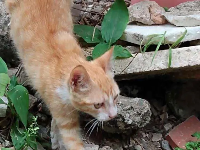 Gato raça SRD idade 2 a 6 meses nome Ikki