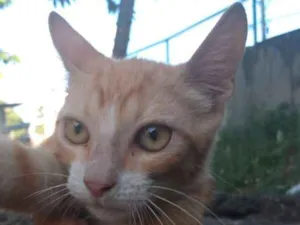 Gato raça SRD idade 2 a 6 meses nome Ikki