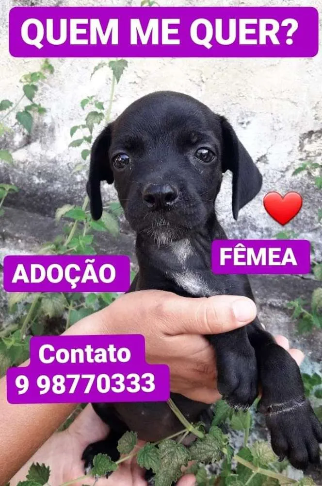 Cachorro raça Srd idade 2 a 6 meses nome Filhotes