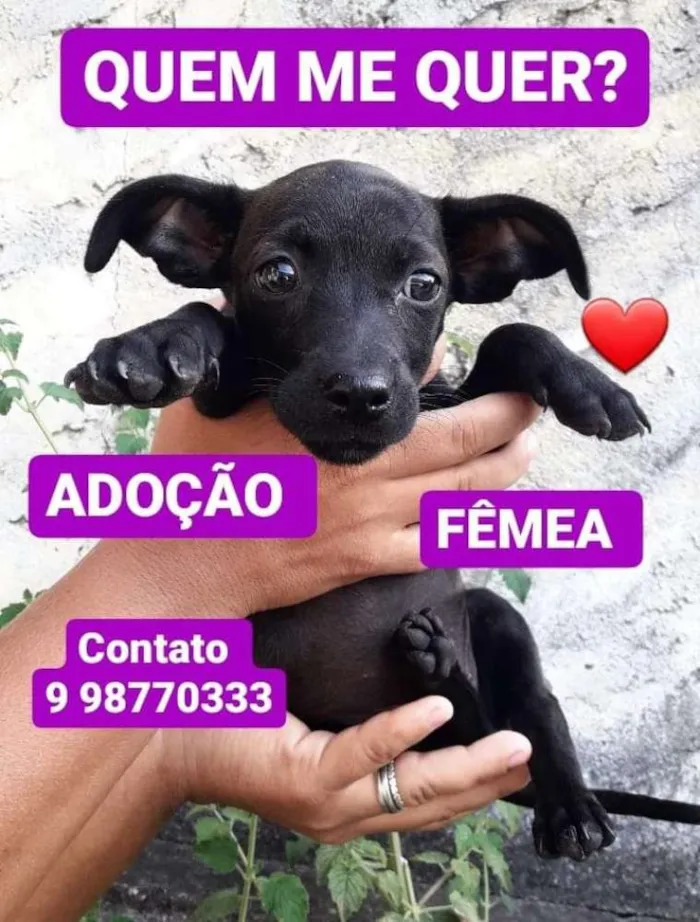 Cachorro raça Srd idade 2 a 6 meses nome Filhote
