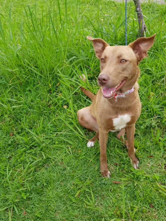 Cachorro ra a Srd  idade 2 anos nome MEL