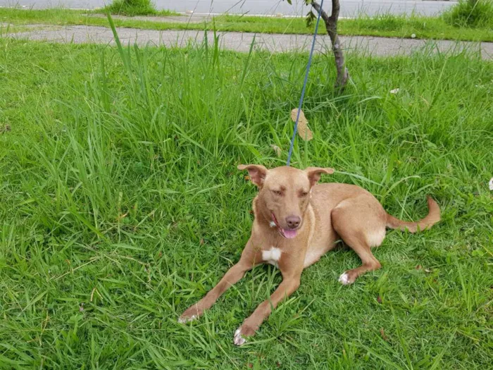 Cachorro ra a Srd  idade 2 anos nome MEL