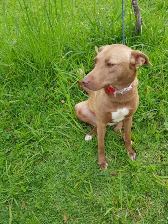Cachorro ra a Srd  idade 2 anos nome MEL