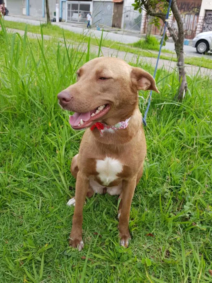 Cachorro ra a Srd  idade 2 anos nome MEL