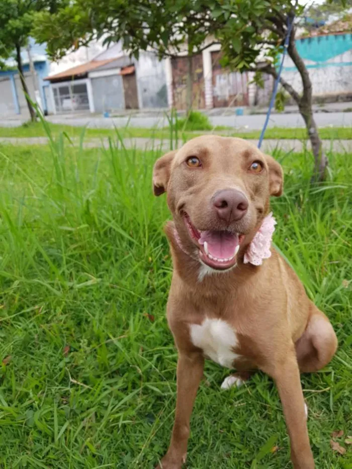 Cachorro ra a Srd  idade 2 anos nome MEL
