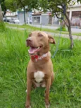 MEL