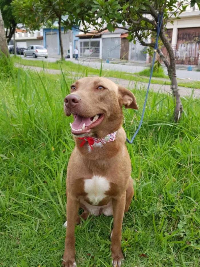 Cachorro ra a Srd  idade 2 anos nome MEL