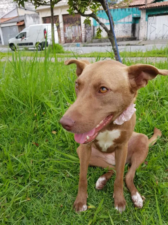 Cachorro ra a Srd  idade 2 anos nome MEL