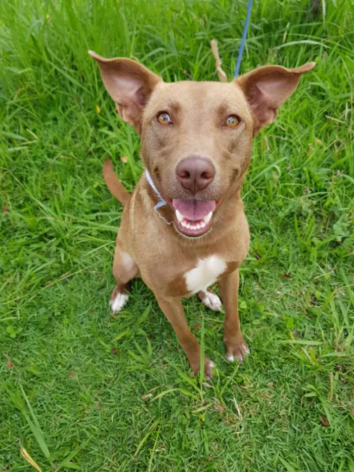 Cachorro ra a Srd  idade 2 anos nome MEL