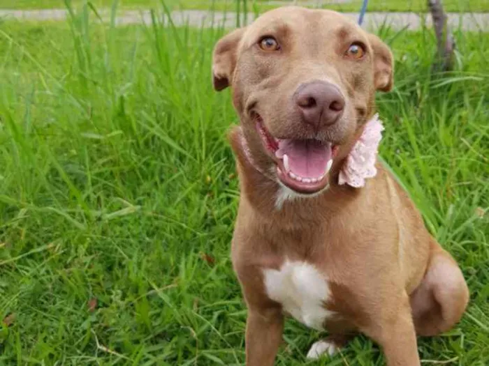 Cachorro ra a Srd  idade 2 anos nome MEL