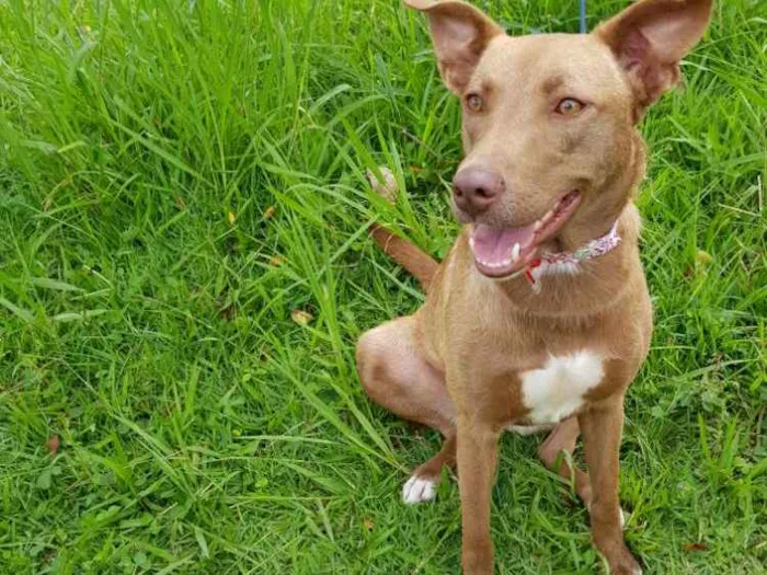 Cachorro ra a Srd  idade 2 anos nome MEL