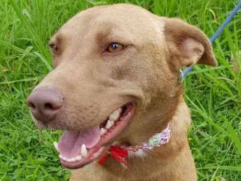 Cachorro ra a Srd  idade 2 anos nome MEL