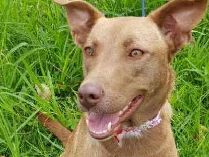 Cachorro ra a Srd  idade 2 anos nome MEL