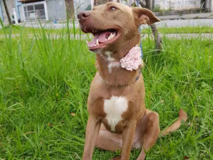 Cachorro ra a Srd  idade 2 anos nome MEL