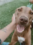 MEL