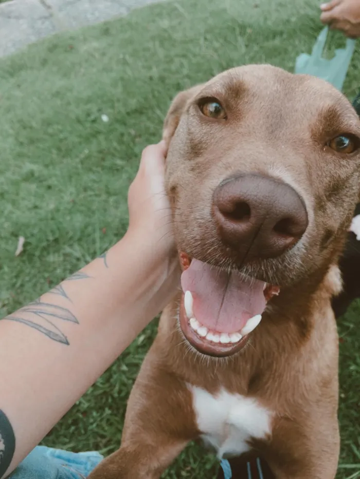 Cachorro ra a Srd  idade 2 anos nome MEL