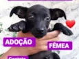 Filhote