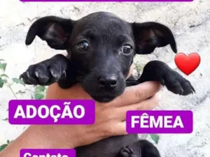 Cachorro raça Srd idade 2 a 6 meses nome Filhote