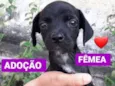 Filhotes