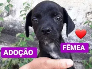 Cachorro raça Srd idade 2 a 6 meses nome Filhotes