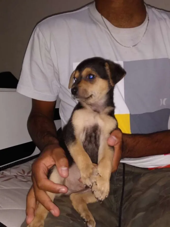 Cachorro ra a Viralata idade Abaixo de 2 meses nome Sem nome 