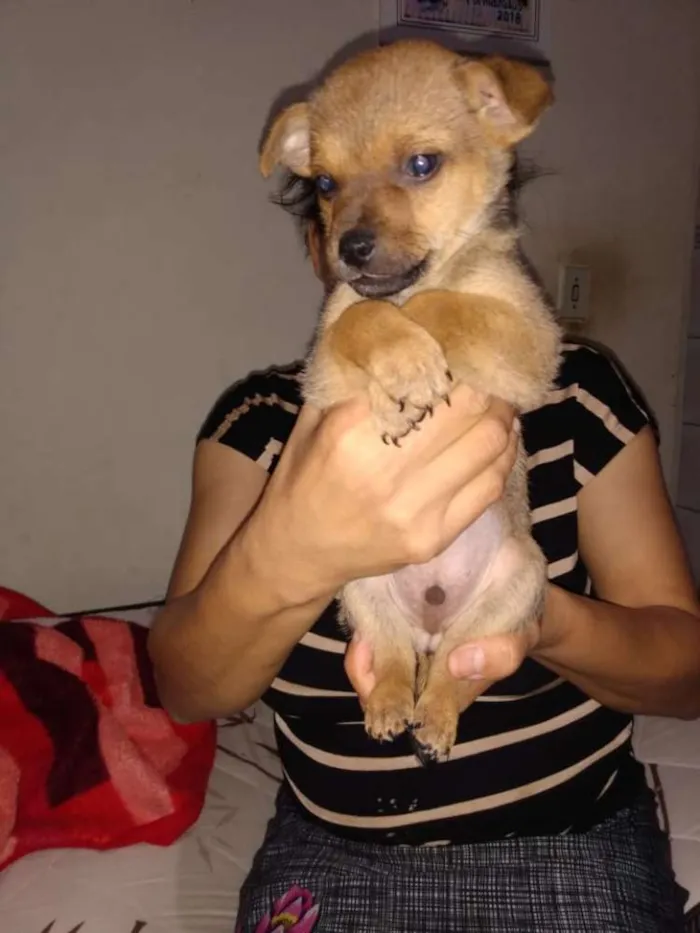 Cachorro ra a Viralata idade Abaixo de 2 meses nome Sem nome 