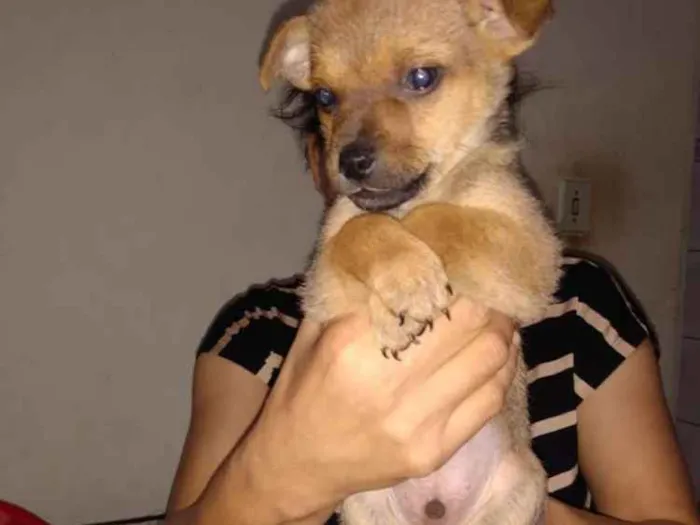 Cachorro ra a Viralata idade Abaixo de 2 meses nome Sem nome 