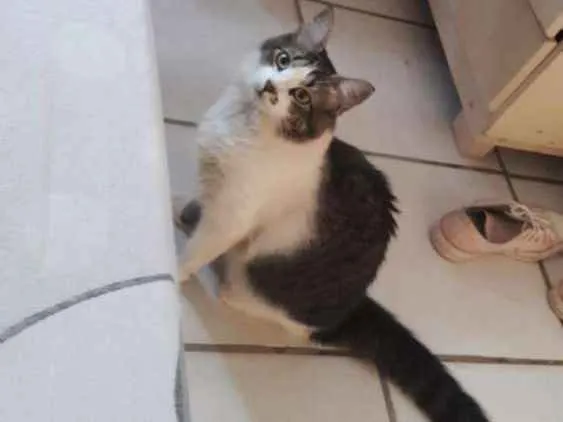 Gato ra a sem raça definida idade 1 ano nome Gorda