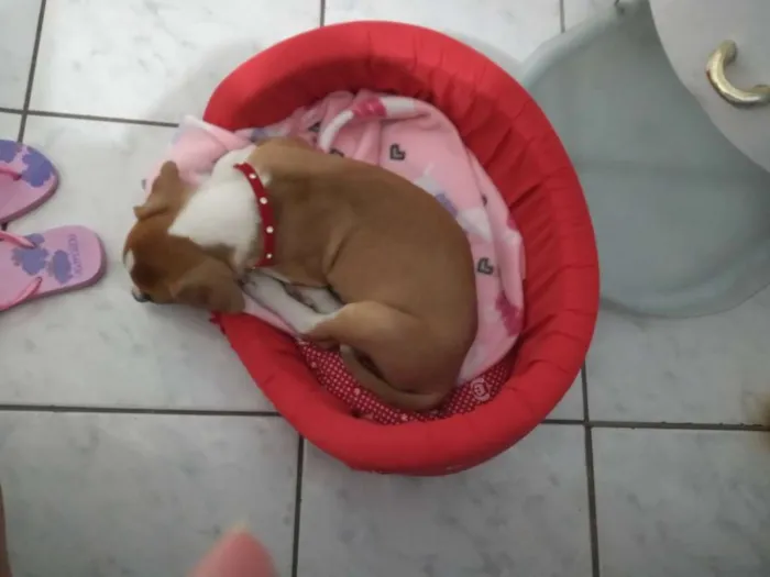 Cachorro ra a Srd com mistura de Jack Russel idade 2 a 6 meses nome Laika