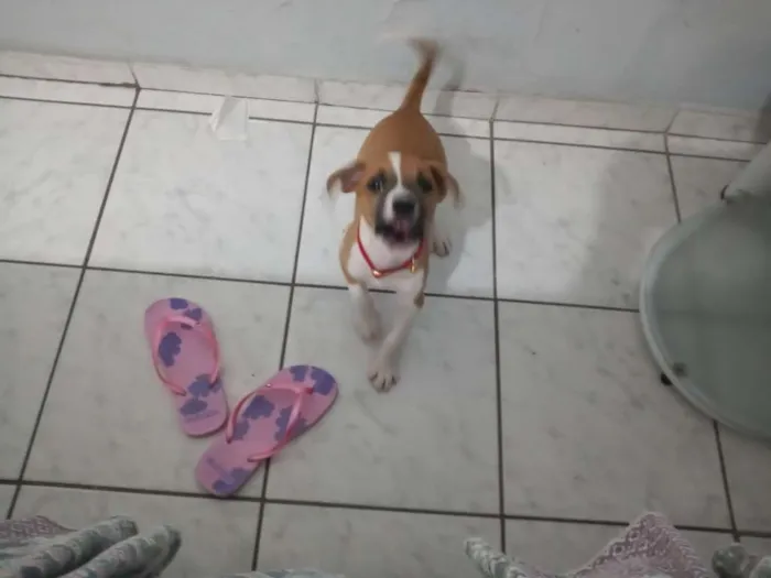 Cachorro ra a Srd com mistura de Jack Russel idade 2 a 6 meses nome Laika