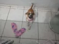 Laika