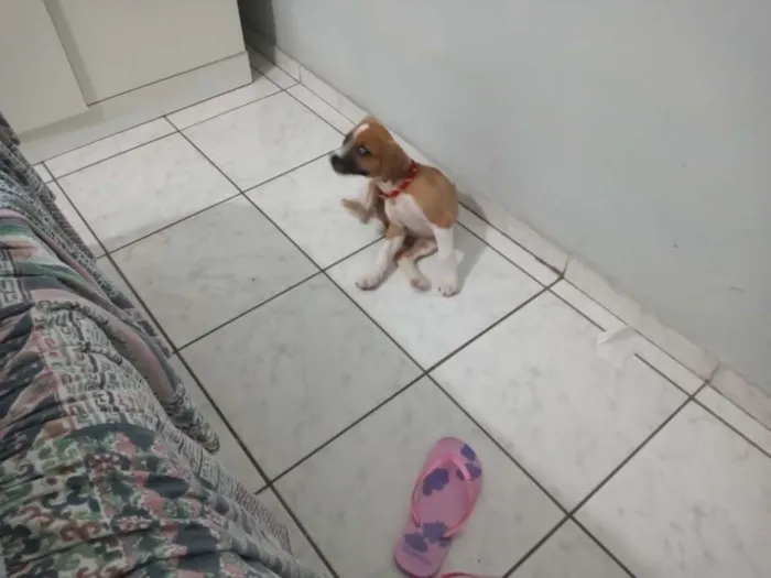 Cachorro ra a Srd com mistura de Jack Russel idade 2 a 6 meses nome Laika