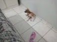Laika