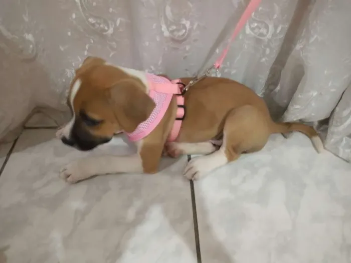 Cachorro ra a Srd com mistura de Jack Russel idade 2 a 6 meses nome Laika