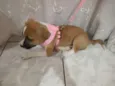 Laika