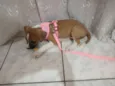 Laika