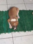 Laika