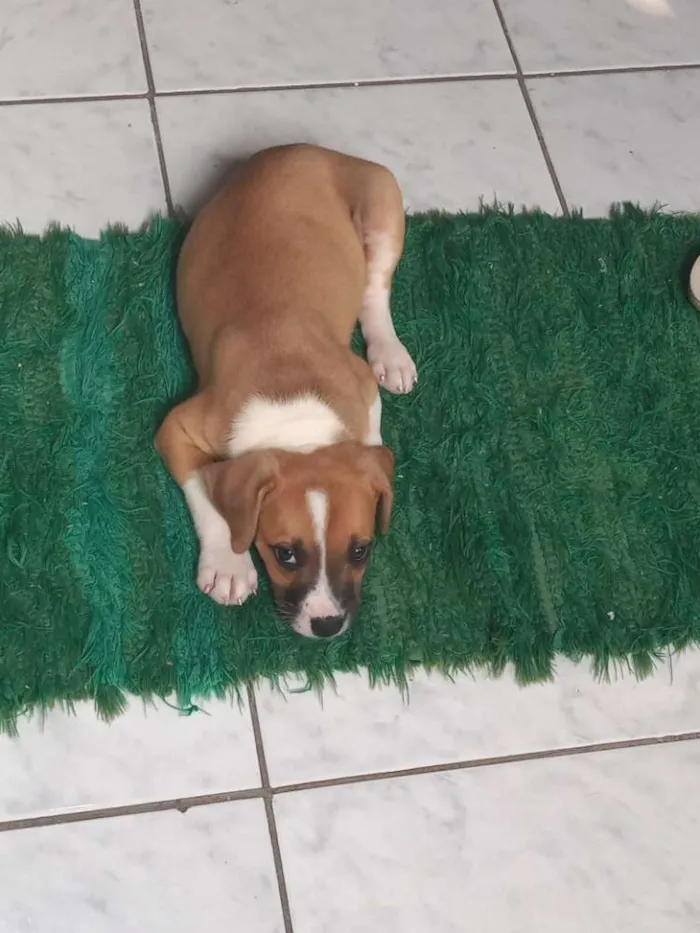 Cachorro ra a Srd com mistura de Jack Russel idade 2 a 6 meses nome Laika