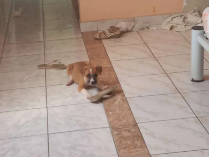 Cachorro ra a Srd com mistura de Jack Russel idade 2 a 6 meses nome Laika