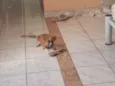Laika