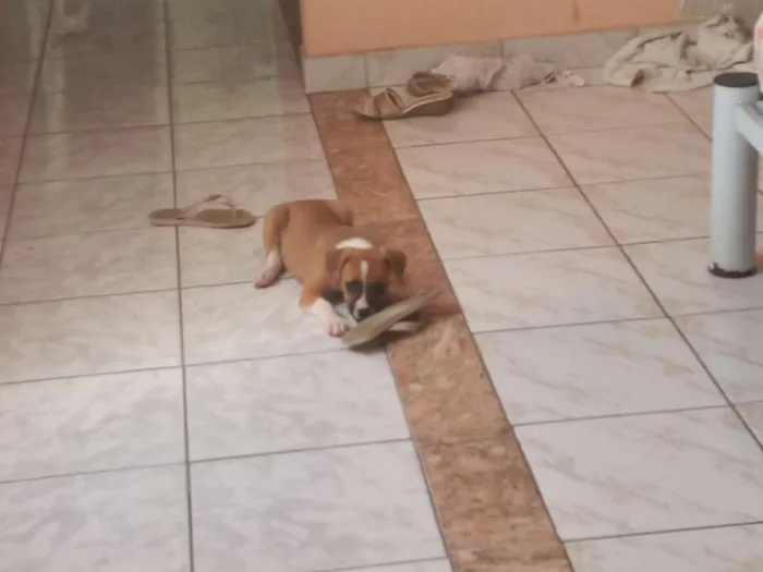Cachorro ra a Srd com mistura de Jack Russel idade 2 a 6 meses nome Laika