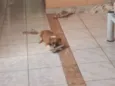 Laika