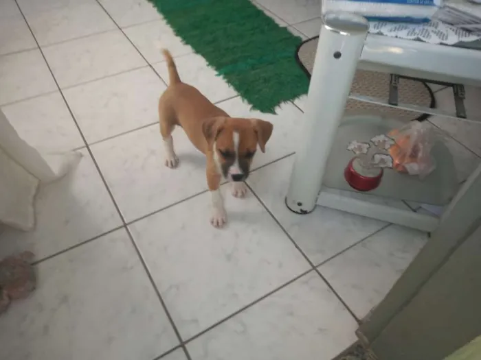 Cachorro ra a Srd com mistura de Jack Russel idade 2 a 6 meses nome Laika