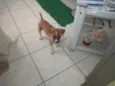 Laika