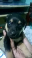 Lola