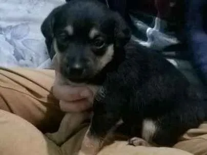 Cachorro ra a vira lata idade Abaixo de 2 meses nome Lola
