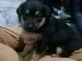 Lola