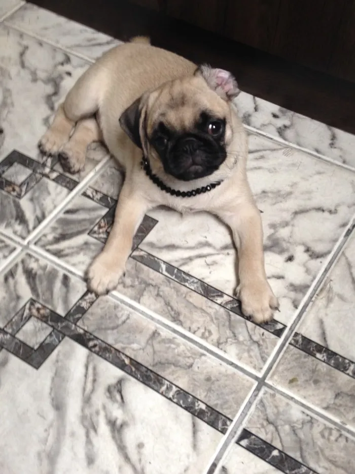 Cachorro ra a Pug  idade 2 a 6 meses nome Charlotte (Charlo)